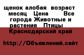 щенок алобая .возраст 1 месяц › Цена ­ 7 - Все города Животные и растения » Птицы   . Краснодарский край